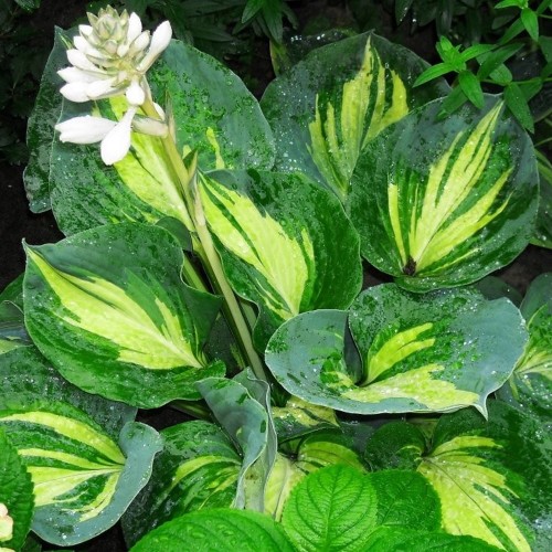 Hosta 'Great Expectations' - Hosta 'Great Expectations' C1/1L